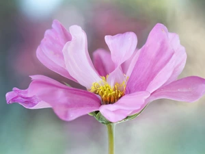 flakes, Pink, Cosmos