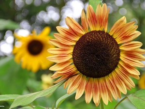 flakes, Sunflower, decorated