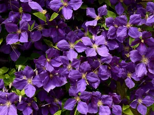 Flowers, purple, Clematis, flakes