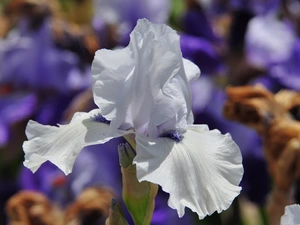 Colourfull Flowers, White, flakes, iris