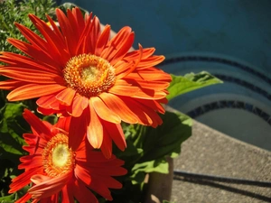 flakes, Orange, gerberas