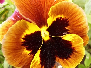 pansy, flakes