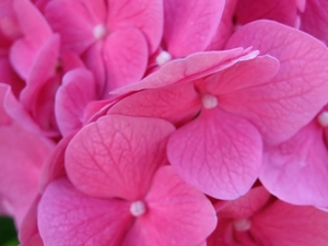 flakes, hydrangea, Pink