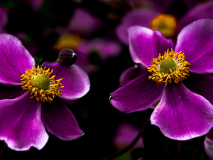 rapprochement, Japanese anemone, flakes