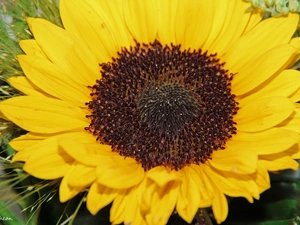 Sunflower, flakes