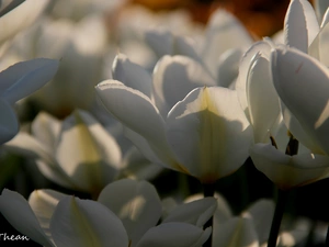 flakes, White, Tulips