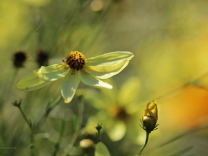 Yellow, flakes, Coreopsis Verticillata, Flowers