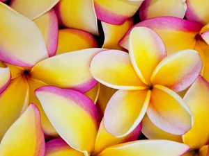 flakes, Plumeria, Yellow