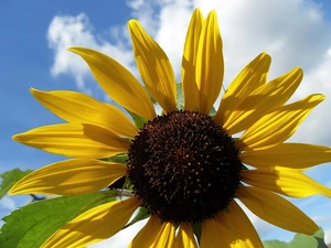 flakes, Sunflower, Yellow