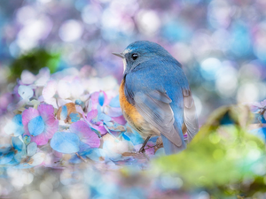 hydrangea, blur, Red-flanked Bluetail, Flowers, Bird