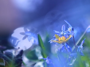 Blue, Siberian squill, Flare, Flowers