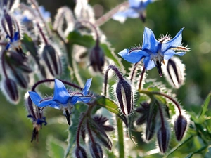 Flowers, ligh, Close, sun, luminosity, Blue, borage, flash