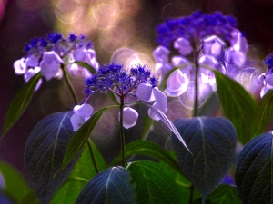 sun, hydrangea, luminosity, ligh, Flowers, flash, Close