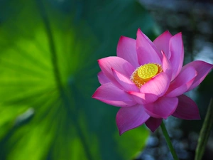 sun, Colourfull Flowers, luminosity, ligh, lotus, flash, Bokeh