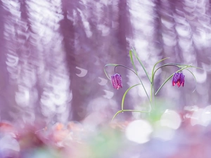 flash, luminosity, ligh, sun, Fritillaria meleagris