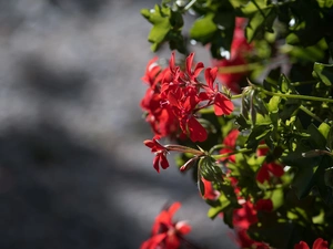 ligh, geranium, flash, luminosity, sun, Flowers