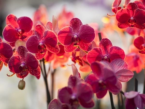 ligh, orchids, flash, luminosity, sun, Przebijające