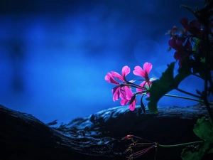 sun, Flowers, luminosity, ligh, geranium, flash, Night