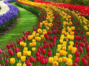 carpet, floral, Park, Keukenhof, Lisse