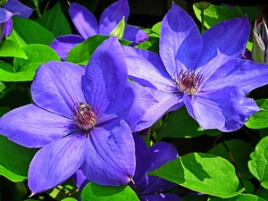 Florescence, Blue, Clematis