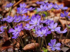 Florescence, Flowers, Liverworts