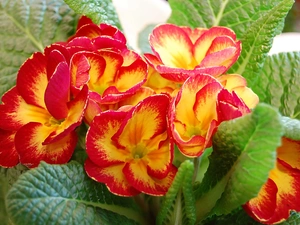 flourishing, primrose, Flowers
