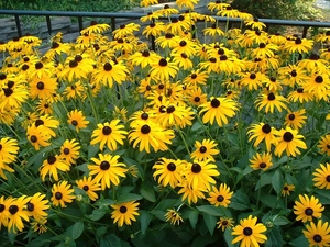 flourishing, Rudbekie Goldsturm