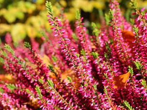 flourishing, heathers