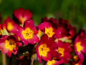 flourishing, Flowers, primrose