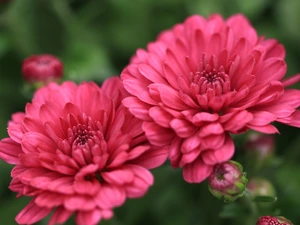 Two, Chrysanthemums, rapprochement, flourishing
