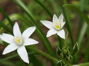 White, Flowers, Ornithogalum, flourishing