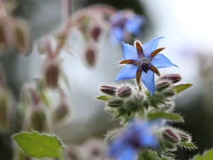 Flower, borage, blue