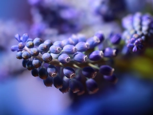 Flower, Muscari, blue