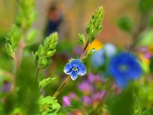 Flower, speedwell, blue