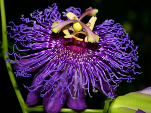 Colourfull Flowers, Passion Flower
