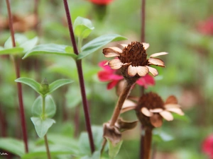 dry, Flower