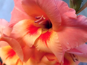 Flower, gladiolus