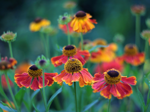 flower, Helenium Hybridum