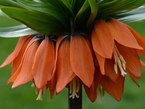 Flower, checkerboard, Imperial