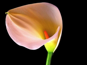 Kalia, Colourfull Flowers, flower