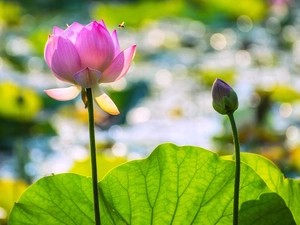 Lotus Flower, leaf, bee, bud