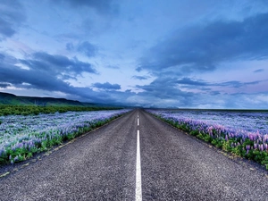 flower, lupine, Way, Meadow, clouds