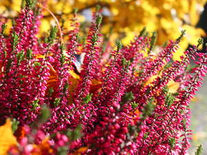 flower, Heather ordinary