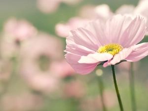 Pink, Flower