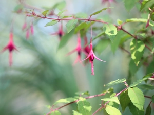 Flower, fuchsia, Pink