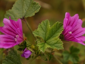 flower, Mallow, Pink