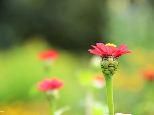 Red, Flower