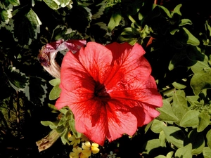 Red, Flower