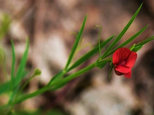 Sweet Peas, Red, Flower