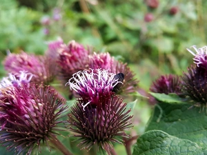 flower, teasel